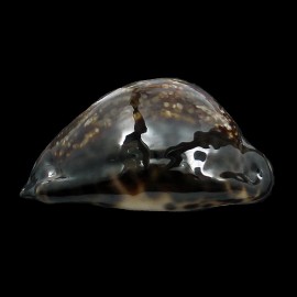 maculifera 65,5mm DARK