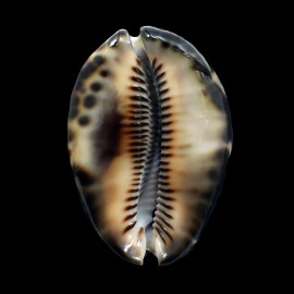 maculifera 65,5mm DARK