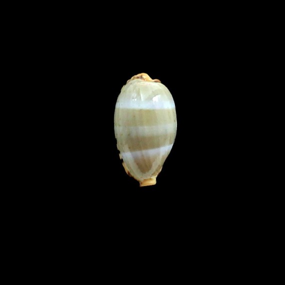 lutea 22,0mm SP