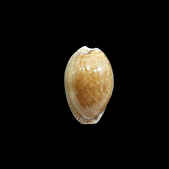 acicularis 28,0mm BIG