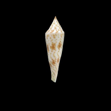 hopwoodi 31,0mm