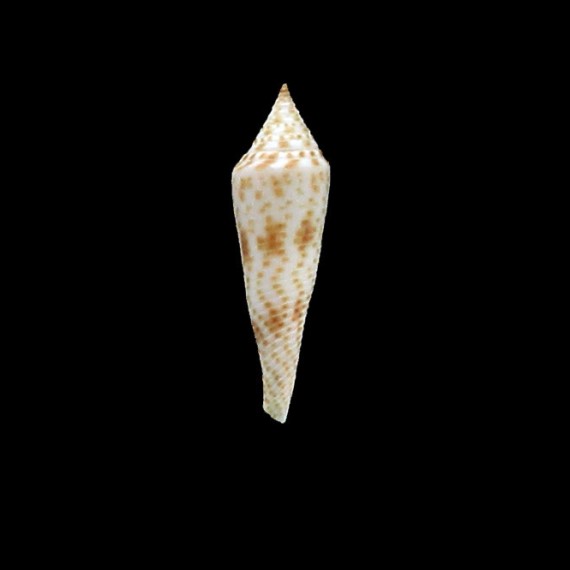 hopwoodi 31,0mm