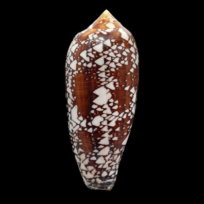 aulicus 130,0mm NC
