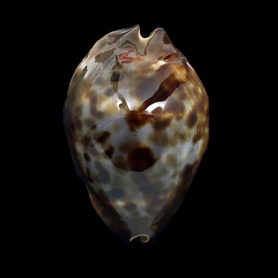 jeaniana sherylae 65,0mm