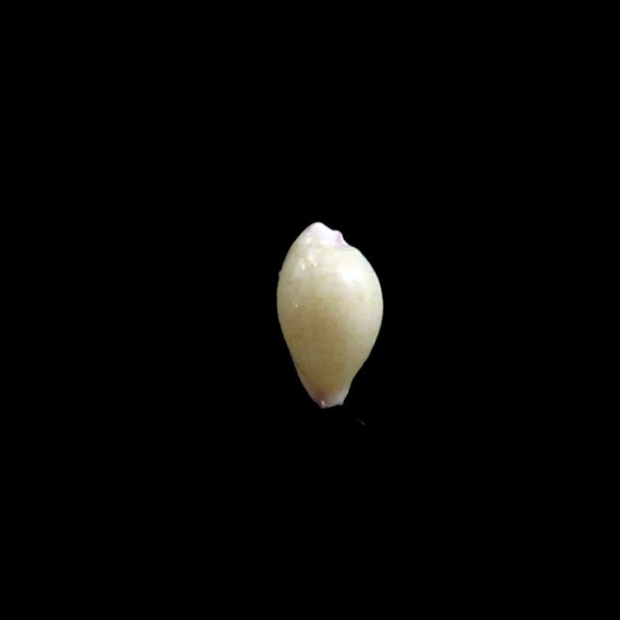 barbieri 10,8mm LIVE