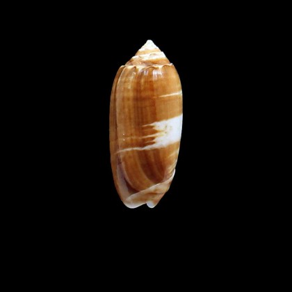 bollingi 37,0mm