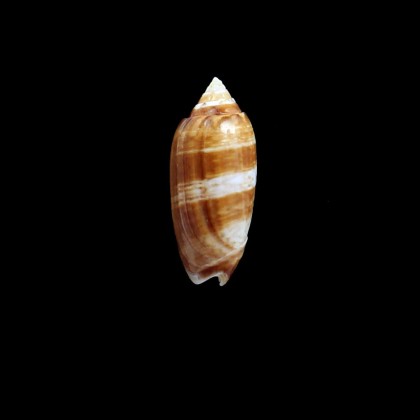 bollingi 38,0mm