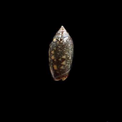 duclosi 26,0mm