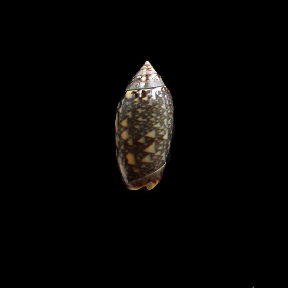 duclosi 26,0mm