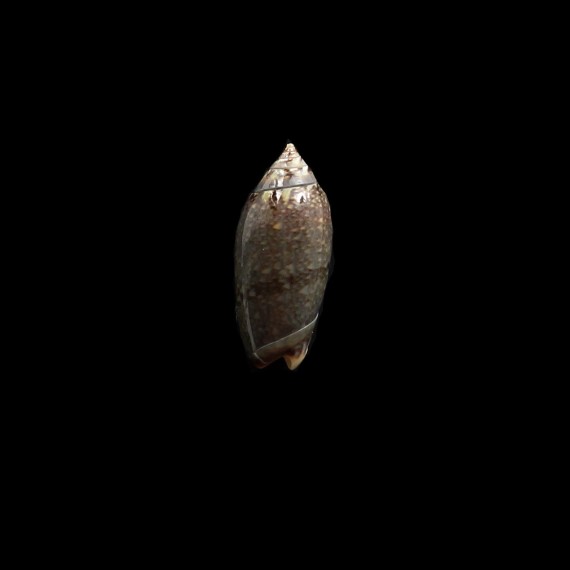 duclosi 24,0mm