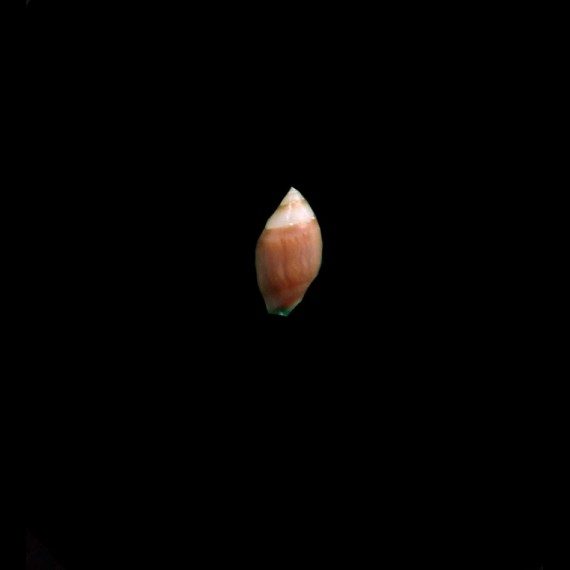 verreauxi 0,7mm