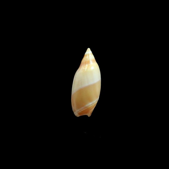 dimidiata 27,0mm