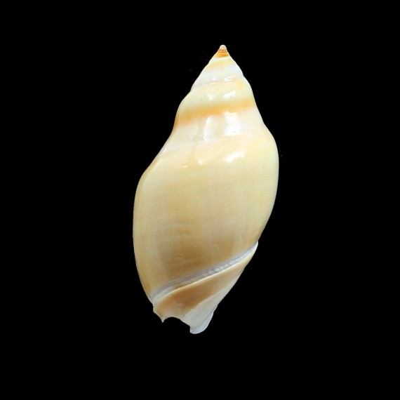 glabrata 70,0mm