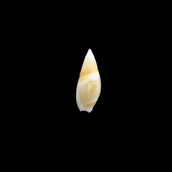 bullioides 31,0mm UNCOMMON