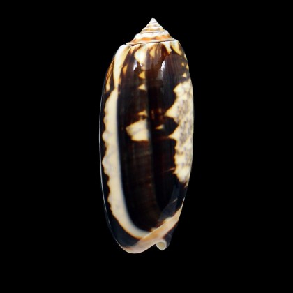 miniacea johnsoni 77,0mm