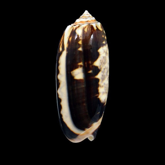 miniacea johnsoni 77,0mm
