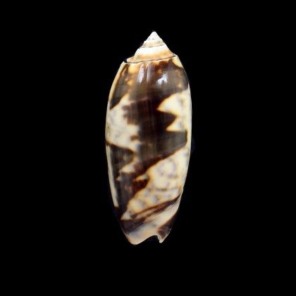 miniacea johnsoni 71,0mm