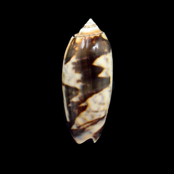 miniacea johnsoni 71,0mm