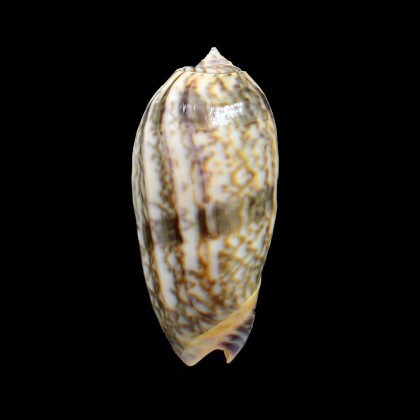 lamberti chloeae 66,0mm