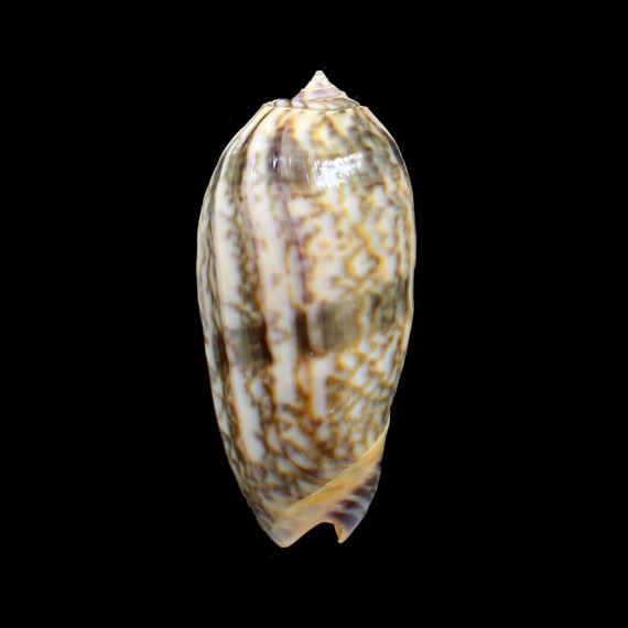 lamberti chloeae 66,0mm