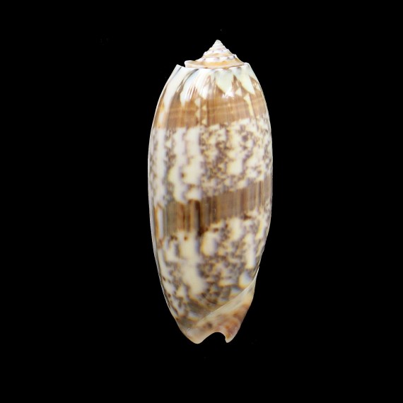 miniacea 81,0mm FIDJI