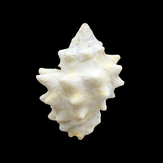 armigera 64,0mm BIG