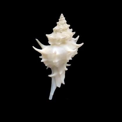 nuttingi 36,0mm UNCOMMON
