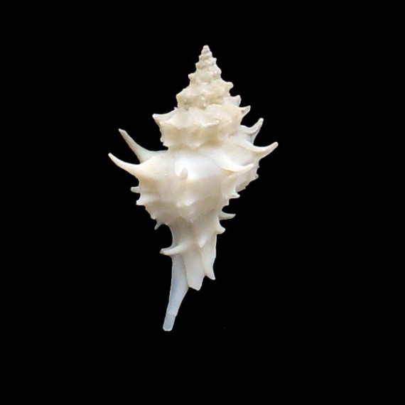 nuttingi 36,0mm UNCOMMON