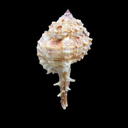 tweedianus 63,0mm RARE