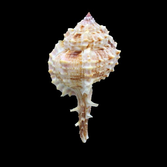 tweedianus 63,0mm RARE