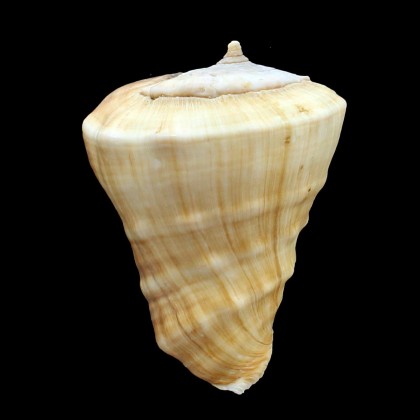 triangularis 80,0mm