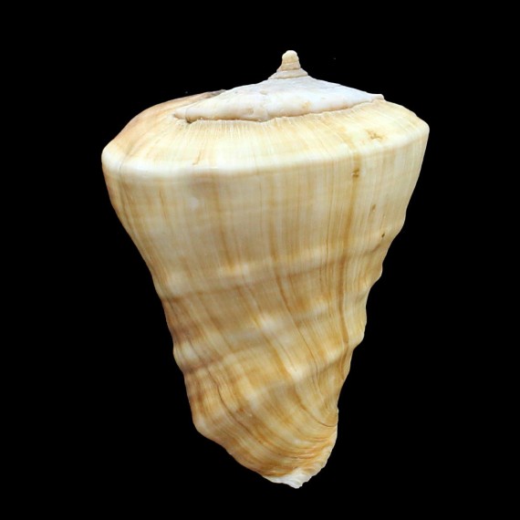 triangularis 80,0mm