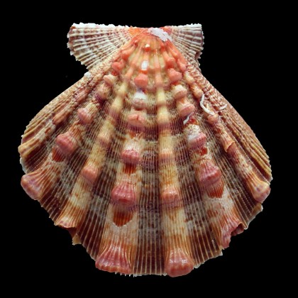 nodosus 97,2mm