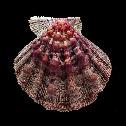 nodosus 93,8mm