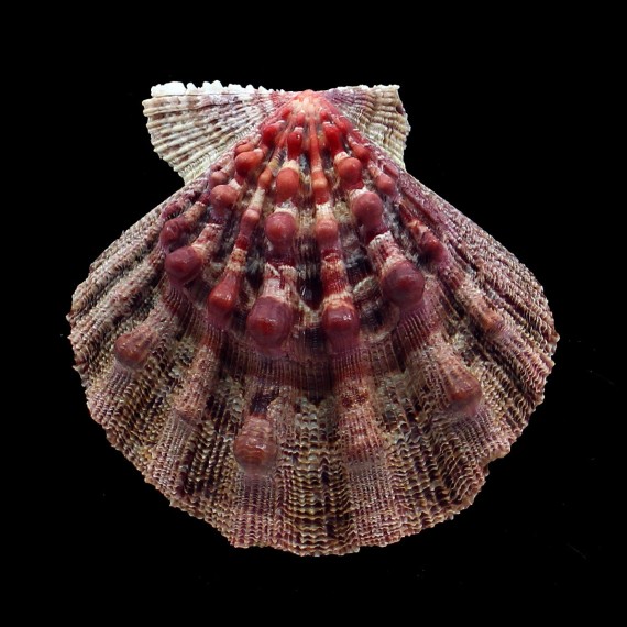nodosus 93,8mm