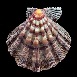 nodosus 93,8mm