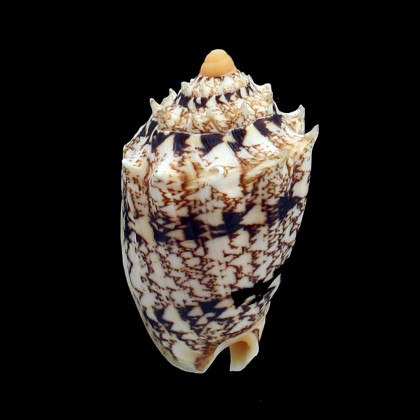 chrysostoma 75,0mm BIG