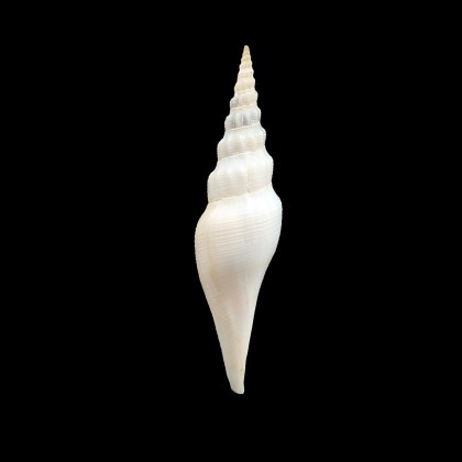 prellei 79,0mm