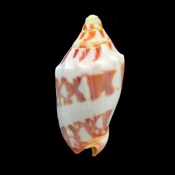 deshayesi 75,0mm