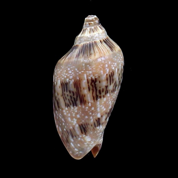 nivosa 63,0mm
