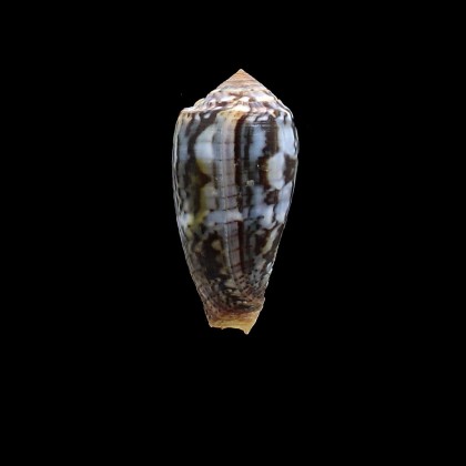 monachus 50,0mm NC
