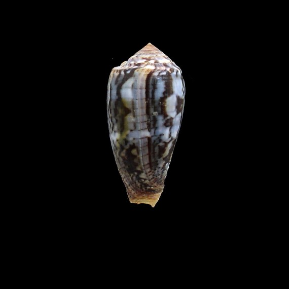 monachus 50,0mm NC