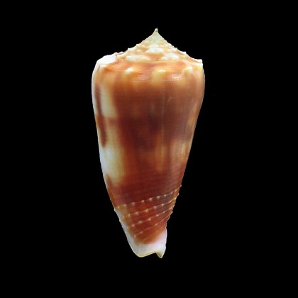moluccensis 52,0mm BIG