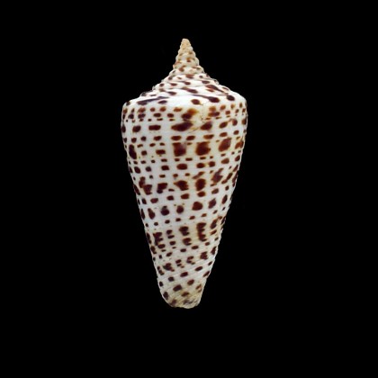spurius lorenzianus 63,0mm