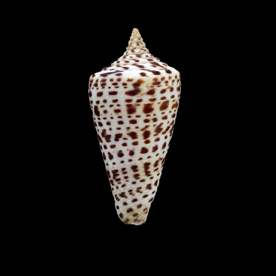 spurius lorenzianus 63,0mm