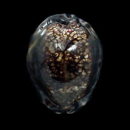 maculifera 60,0mm DARK