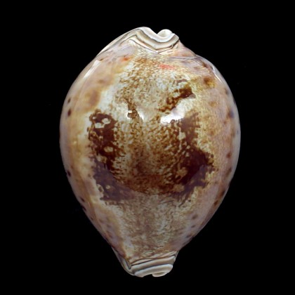 valentia 88,0mm