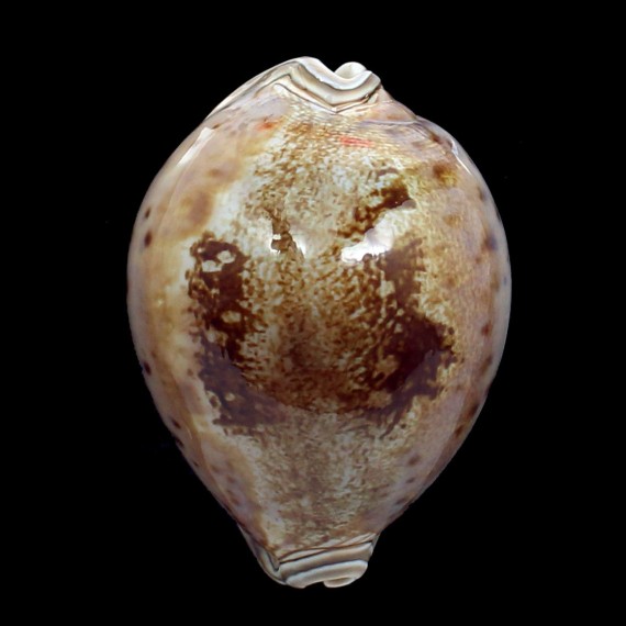 valentia 88,0mm
