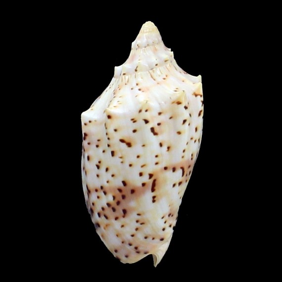 pulchra peristica 66,0mm