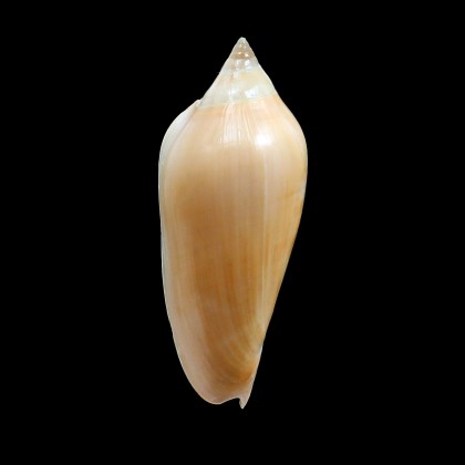 molleri 85,0mm SUPERB